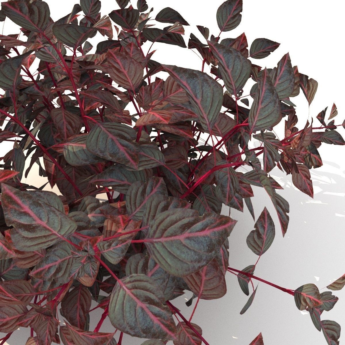  barberry Low-poly 3D model_1