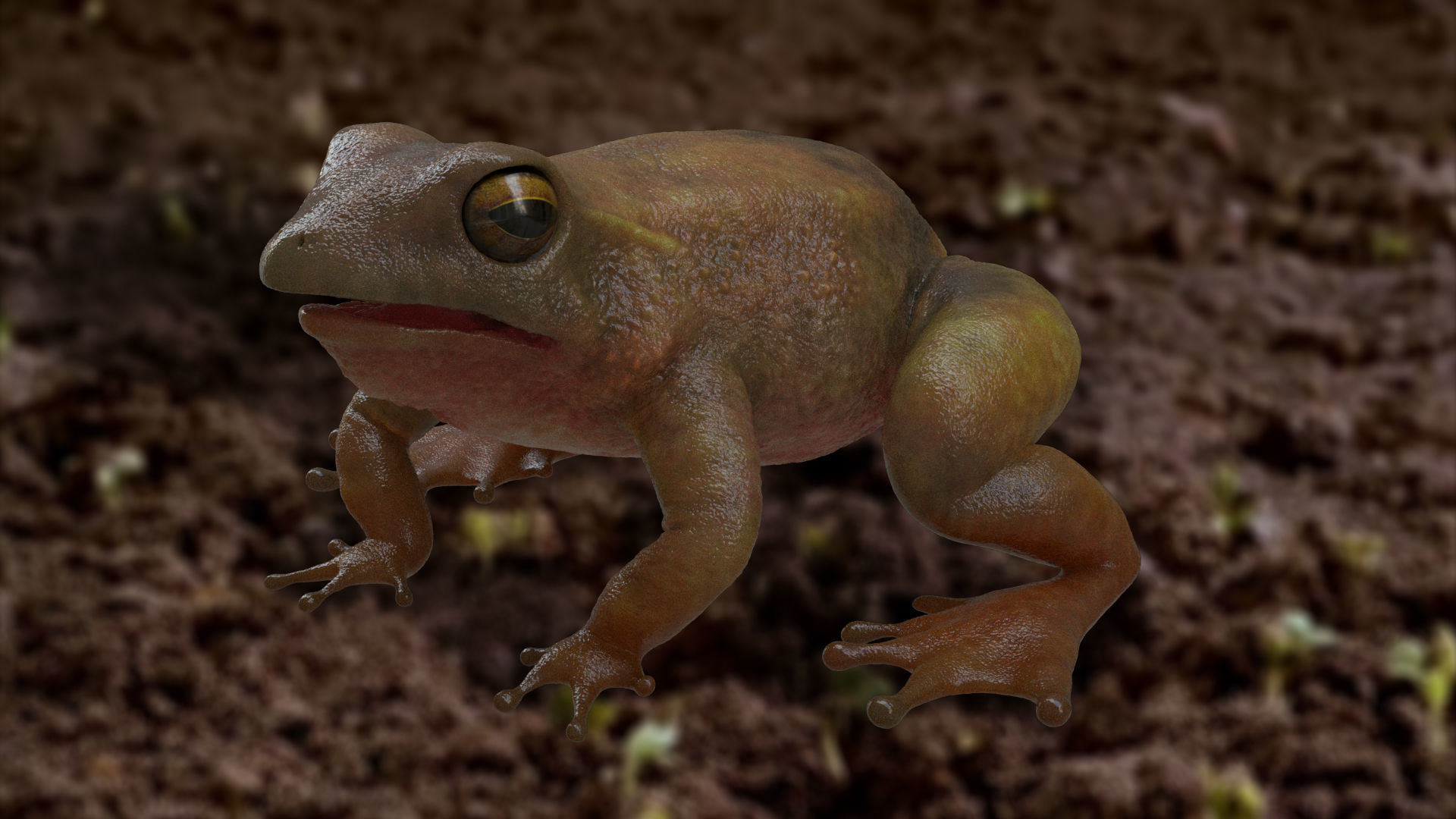 Frog rigged model 3D model_3