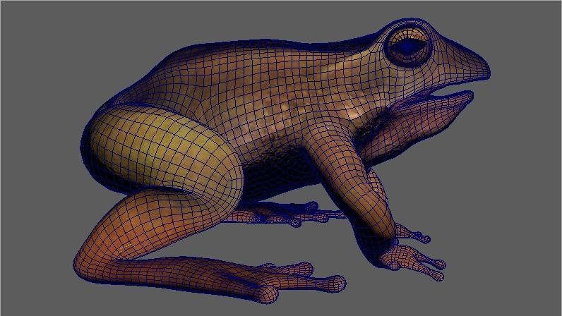 Frog rigged model 3D model_1