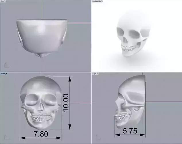 Skull with different measurements