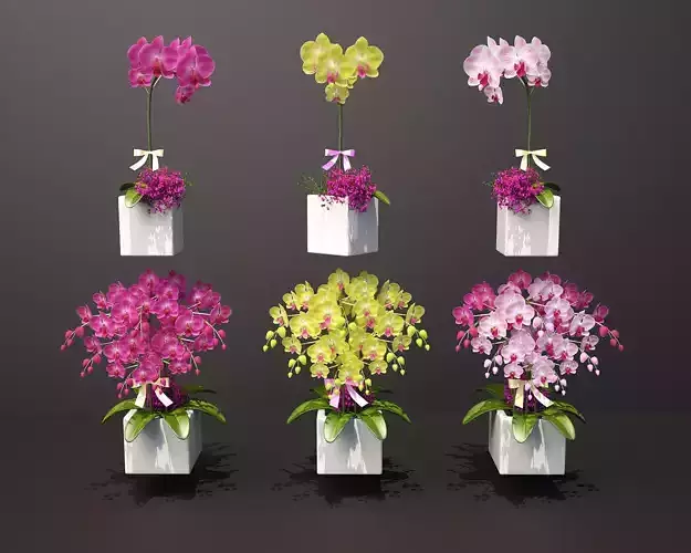  orchFlower potted flowerbed  morning glory  bonsai  plant vase 