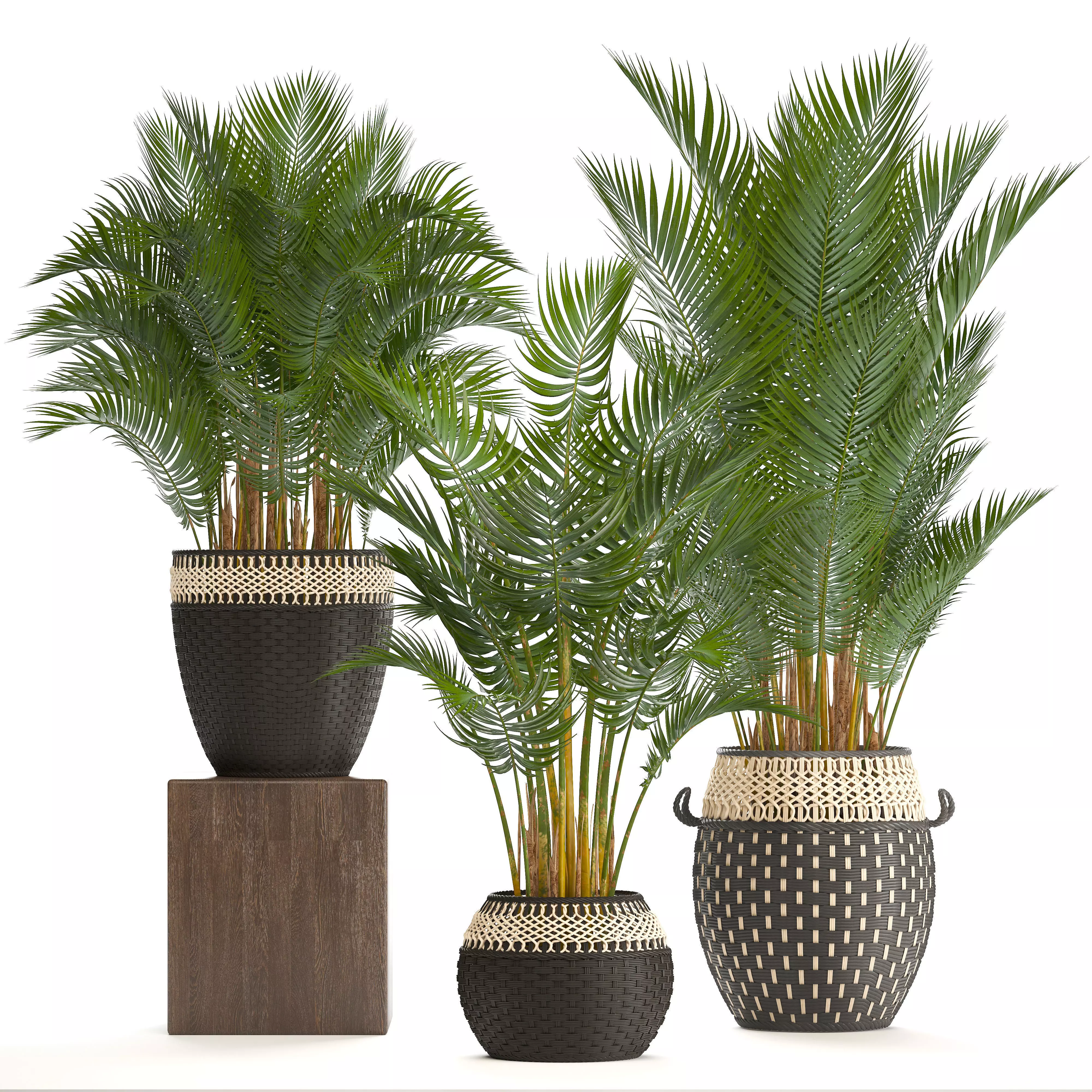 Collection of decorative palms 3D model
