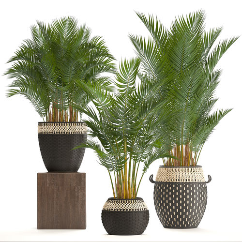 Collection of decorative palms 3D model