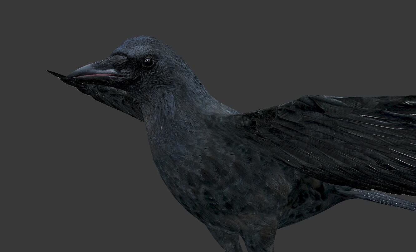 crow bird  Low-poly 3D model_1