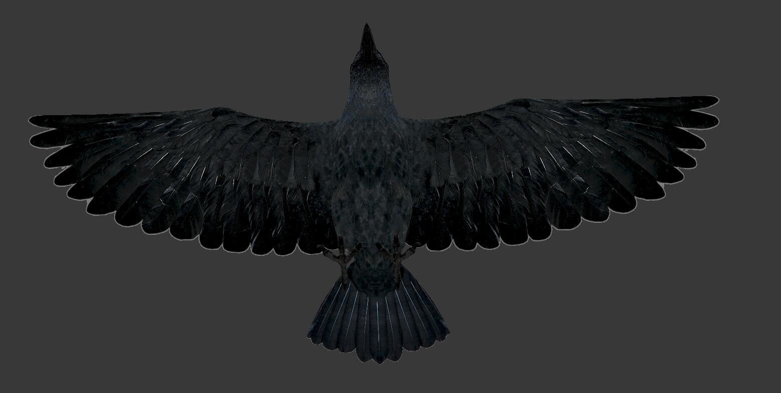 crow bird  Low-poly 3D model_3