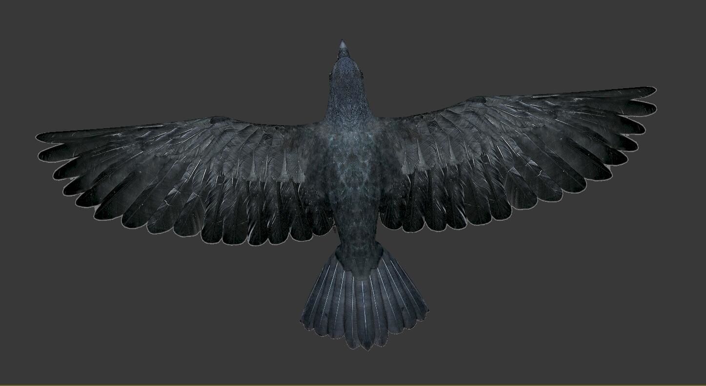 crow bird  Low-poly 3D model_4