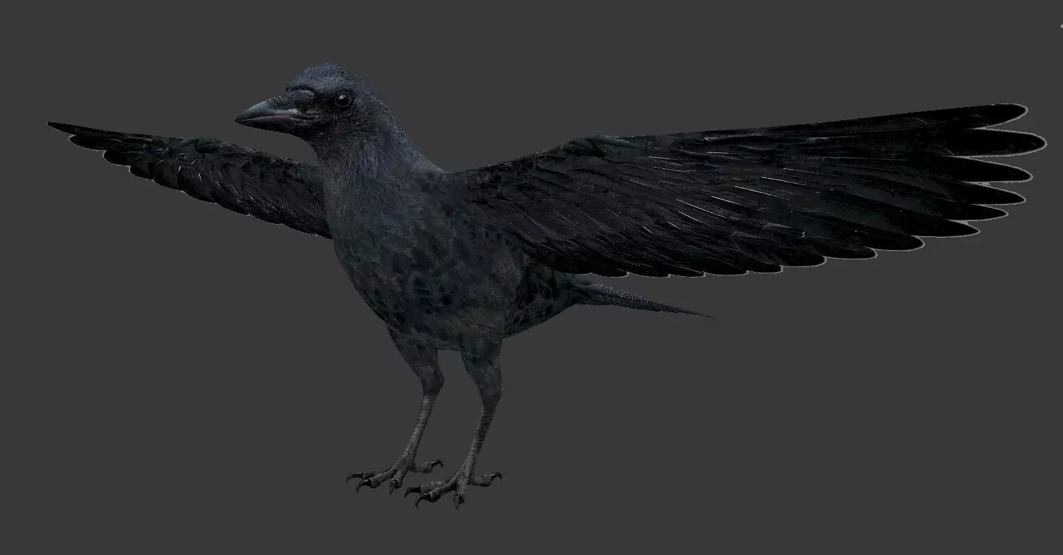 crow bird  Low-poly 3D model_0