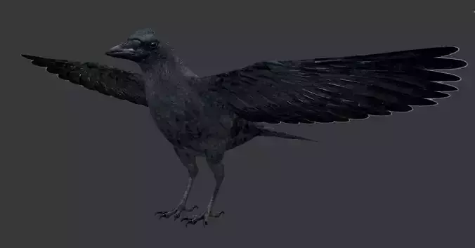 crow bird 