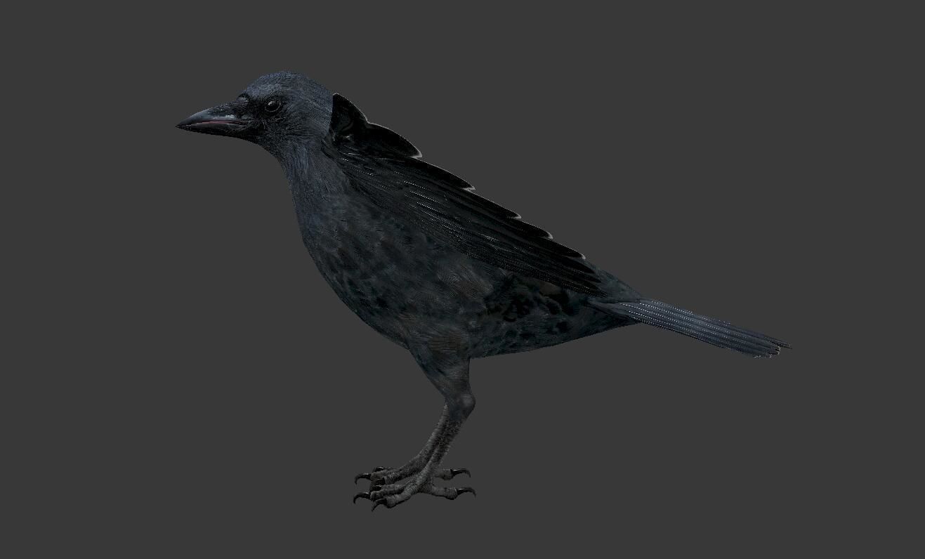 crow bird  Low-poly 3D model_2
