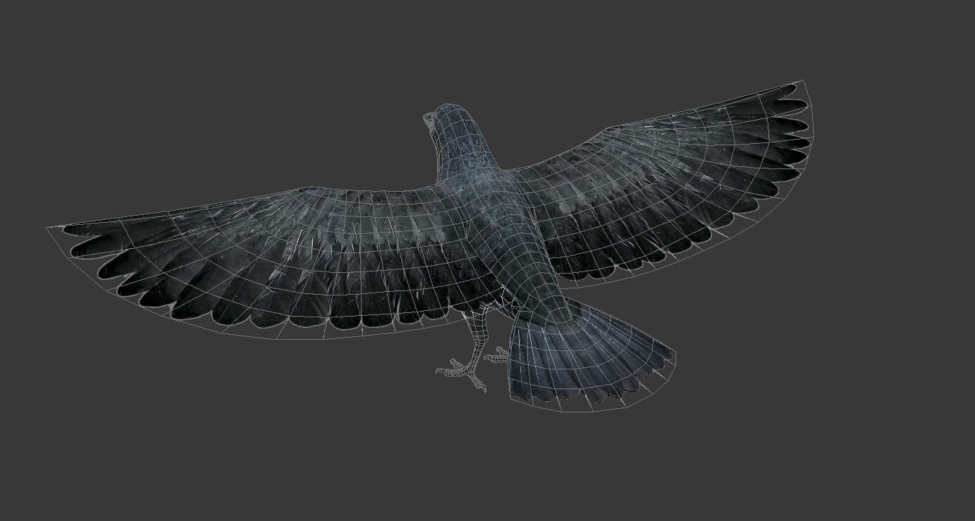 crow bird  Low-poly 3D model_6