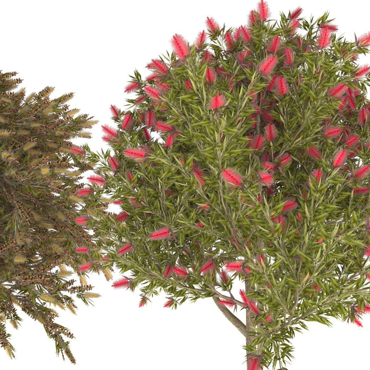 Callistemon Low-poly 3D model_2