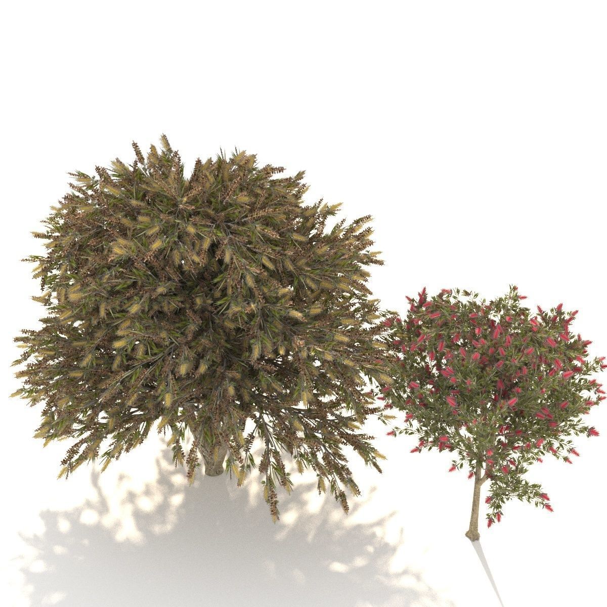 Callistemon Low-poly 3D model_6