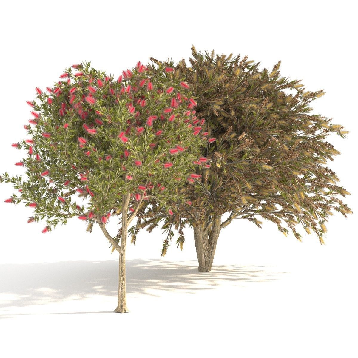 Callistemon Low-poly 3D model_4