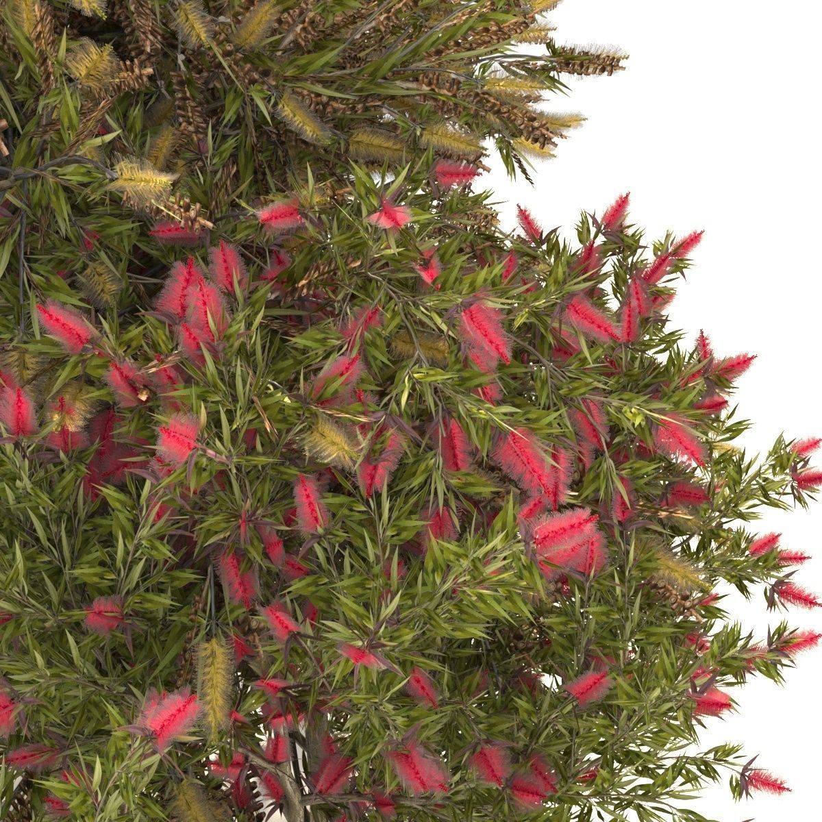 Callistemon Low-poly 3D model_1