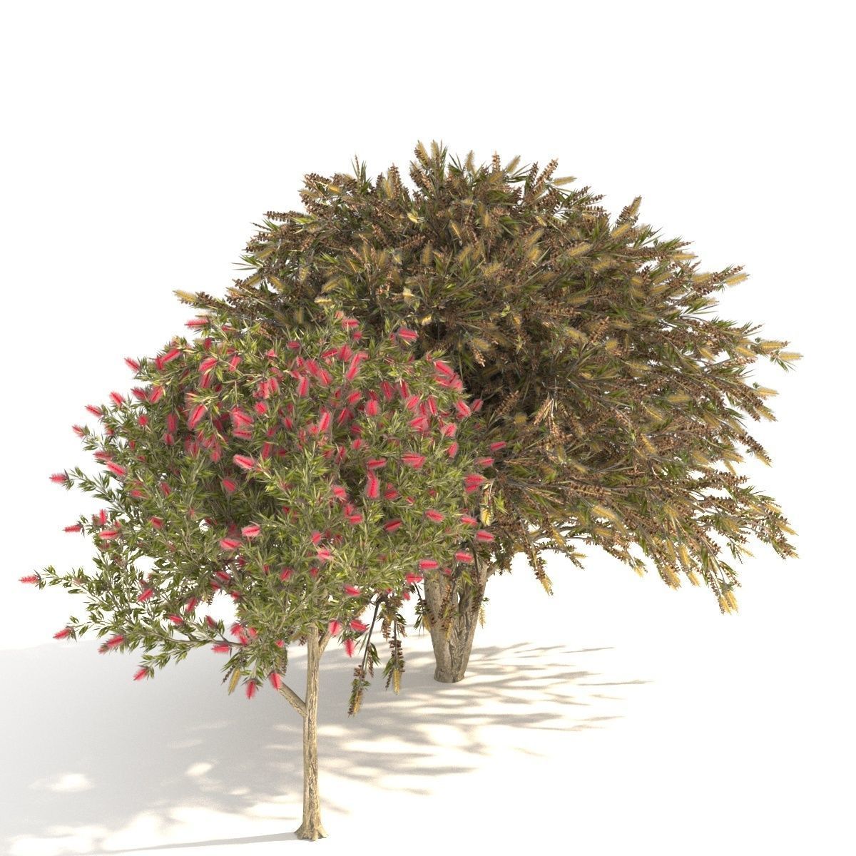 Callistemon Low-poly 3D model_0