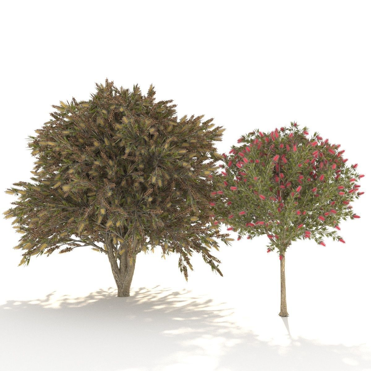 Callistemon Low-poly 3D model_3