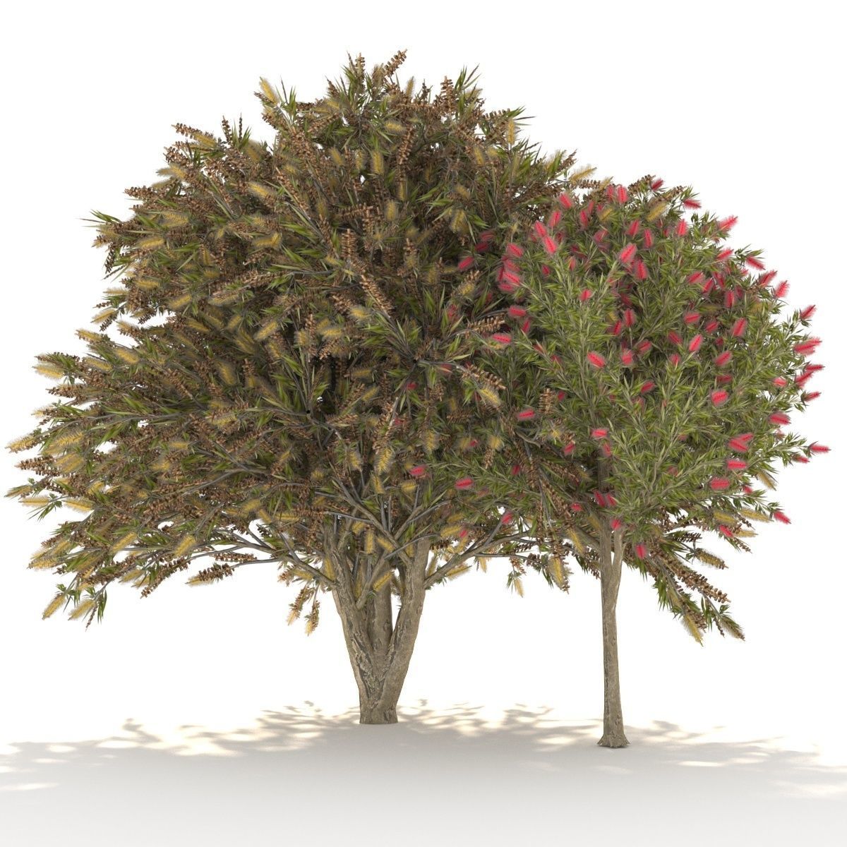 Callistemon Low-poly 3D model_5