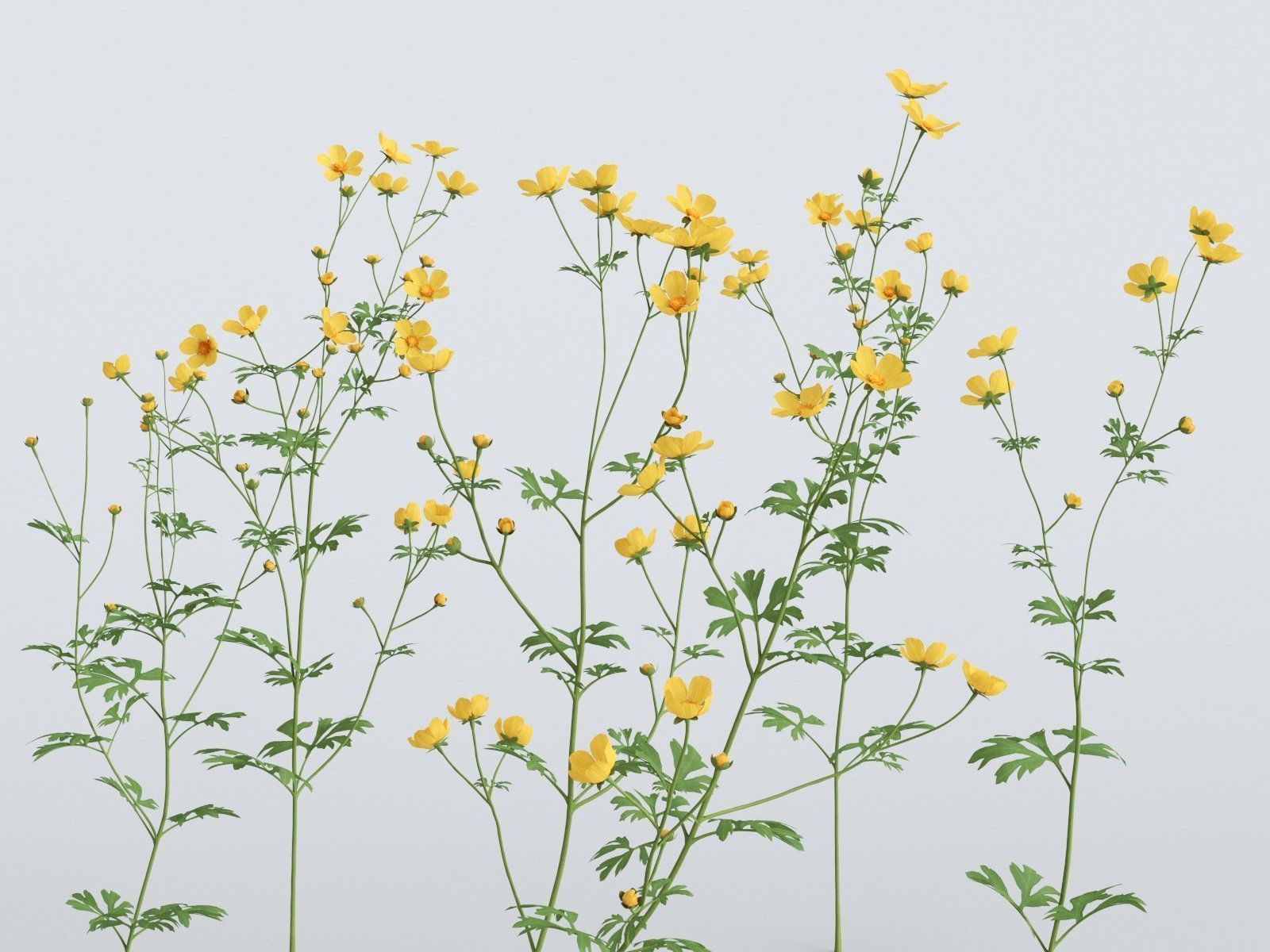 Buttercups Bundle 3D model_1