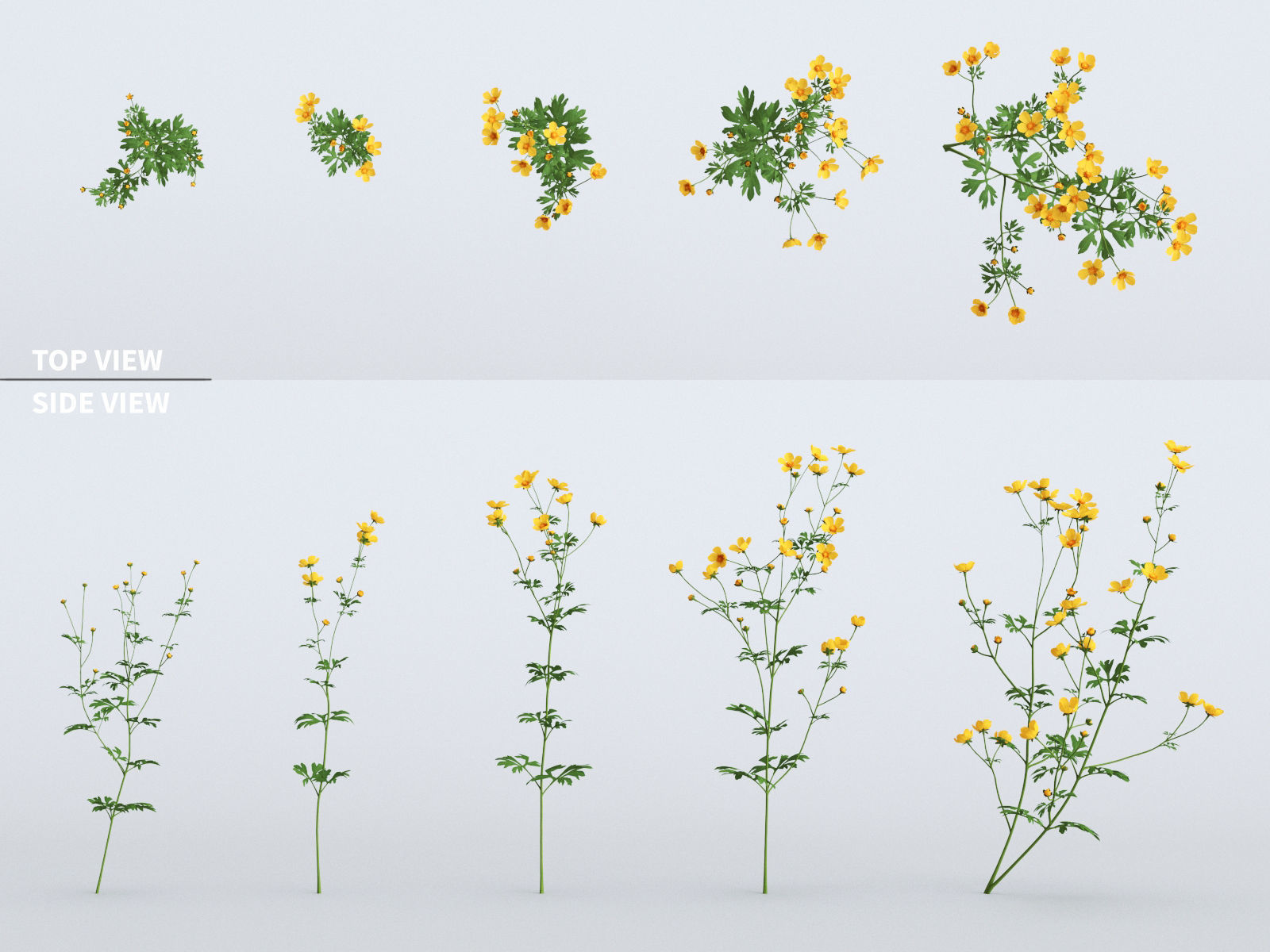 Buttercups Bundle 3D model_2