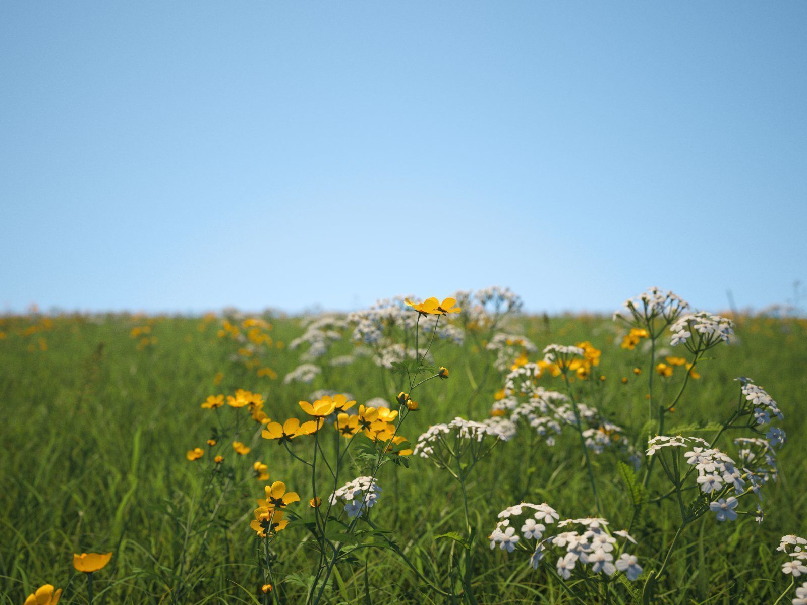 Buttercups Bundle 3D model_6