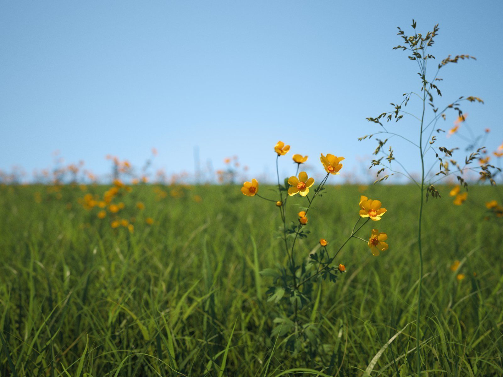 Buttercups Bundle 3D model_5