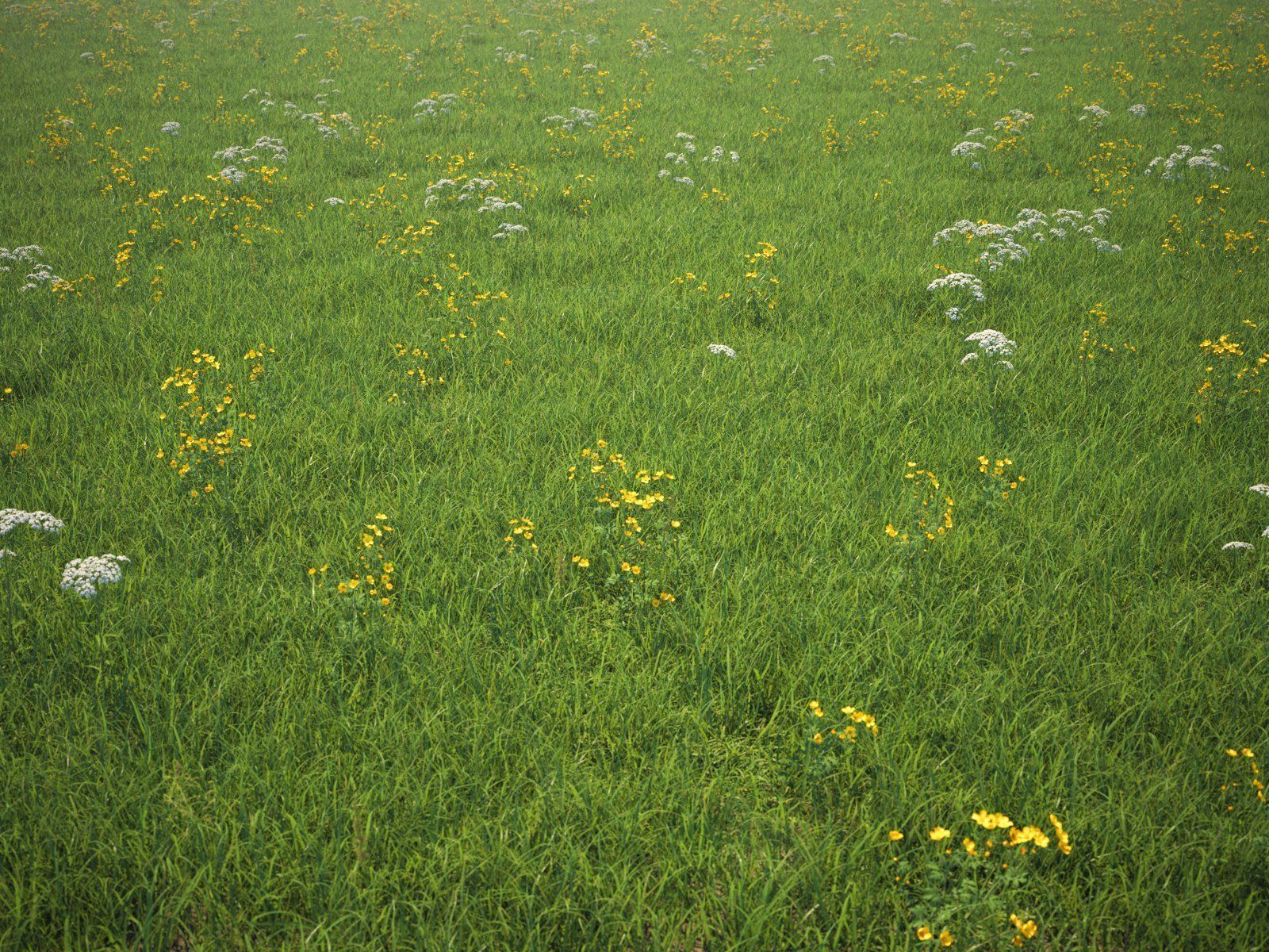 Buttercups Bundle 3D model_8