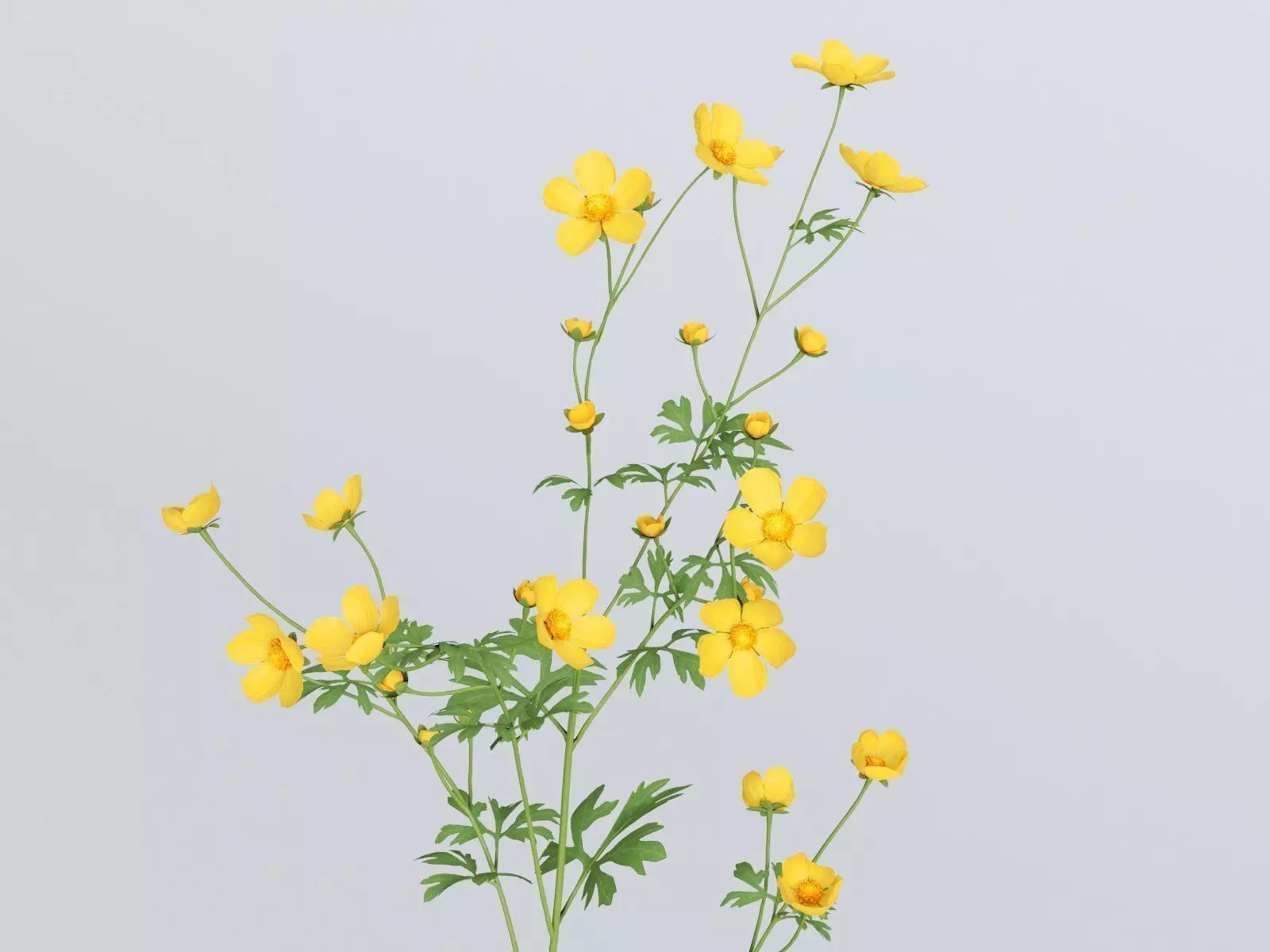 Buttercups Bundle 3D model_0