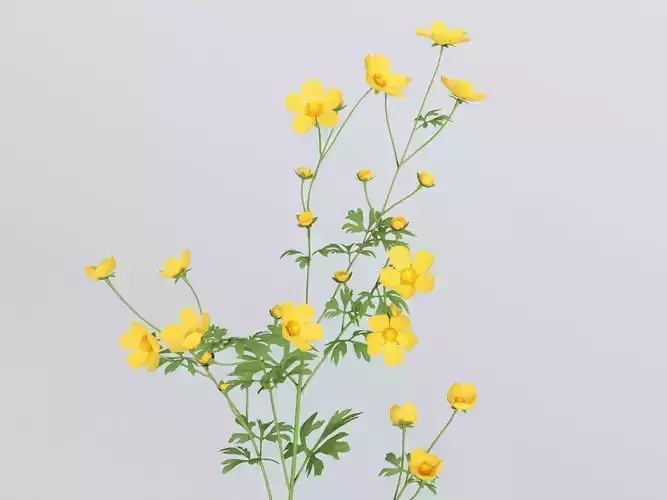 Buttercups Bundle 3D model