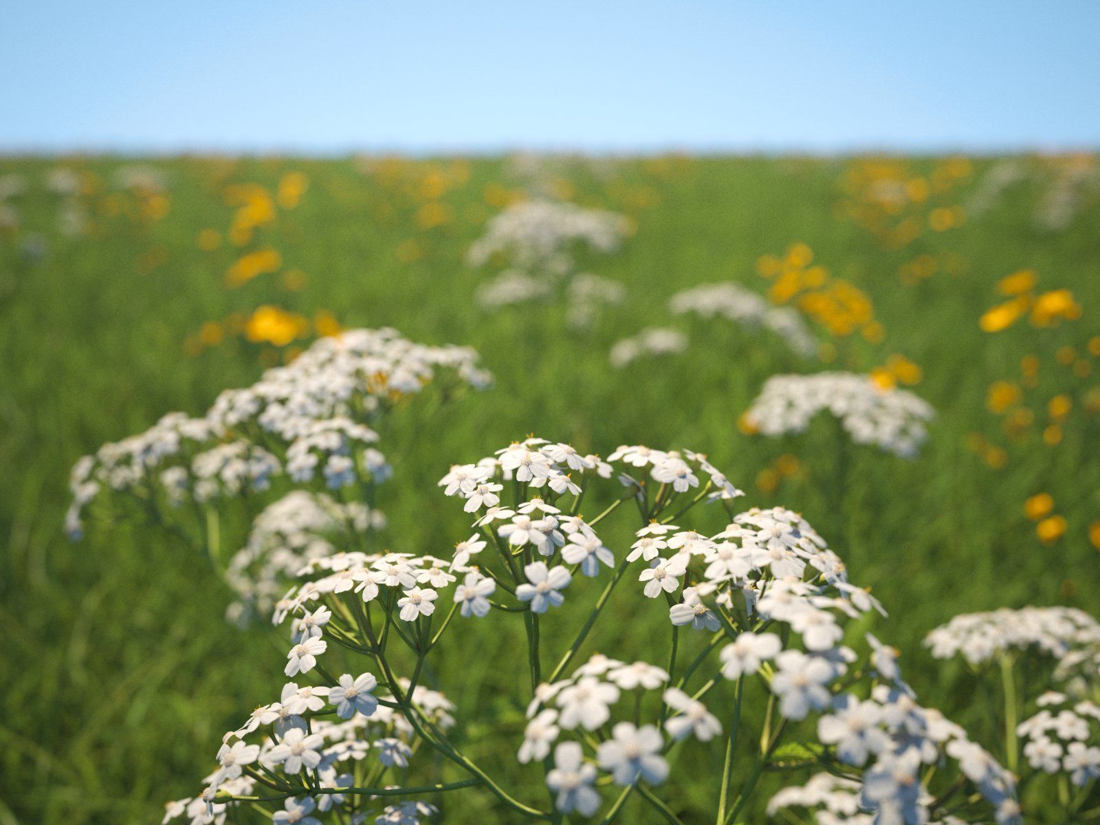 Yarrow Flower Bundle 3D model_5