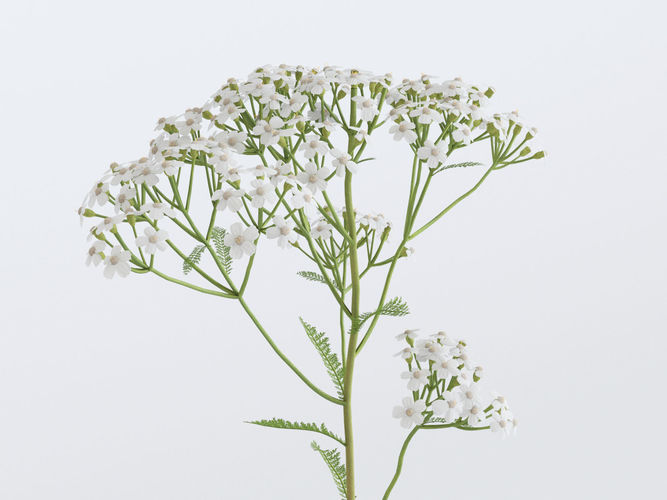 Yarrow Flower Bundle 3D model