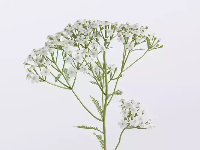 Yarrow Flower Bundle 3D model