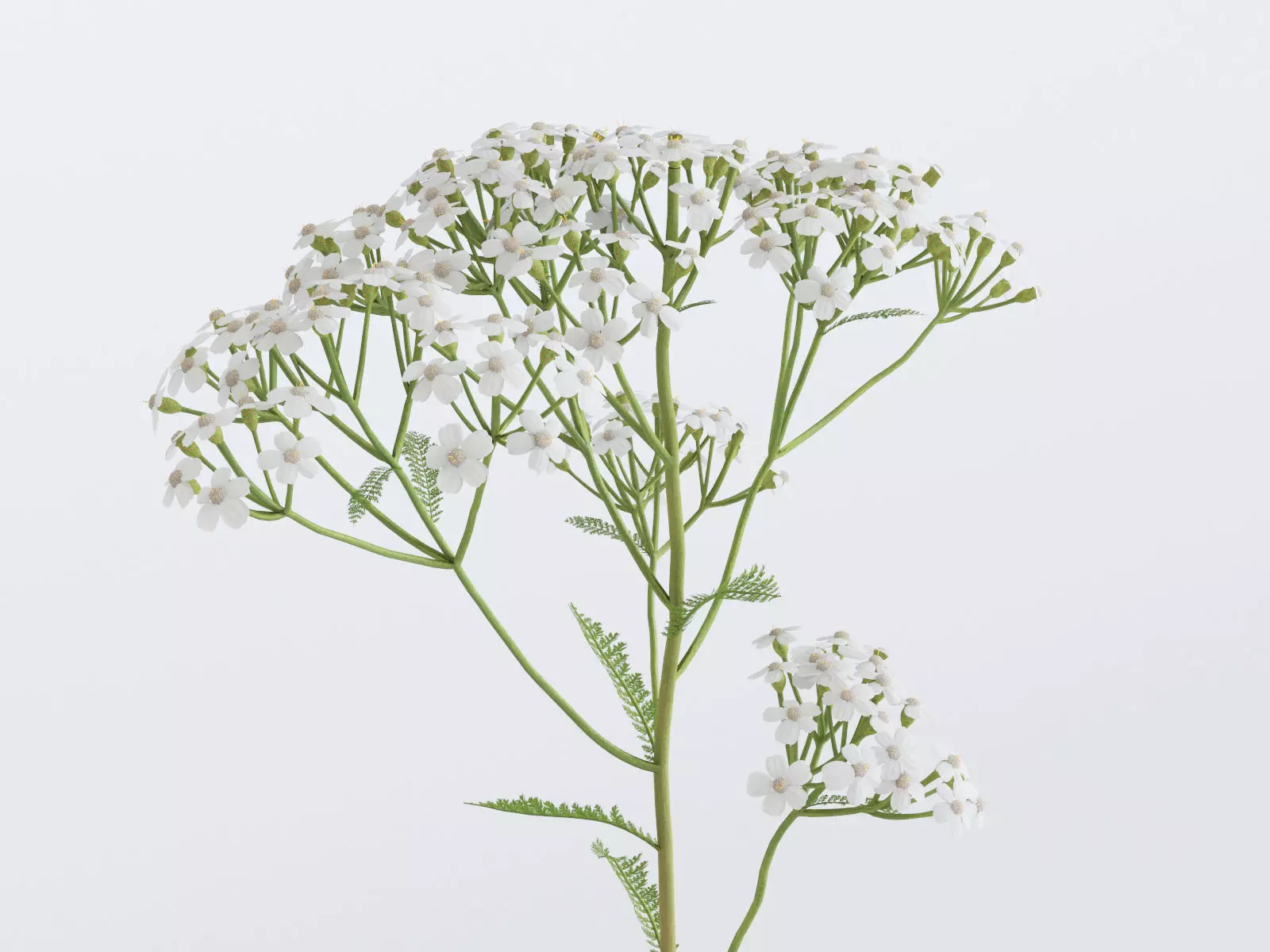 Yarrow Flower Bundle 3D model_0