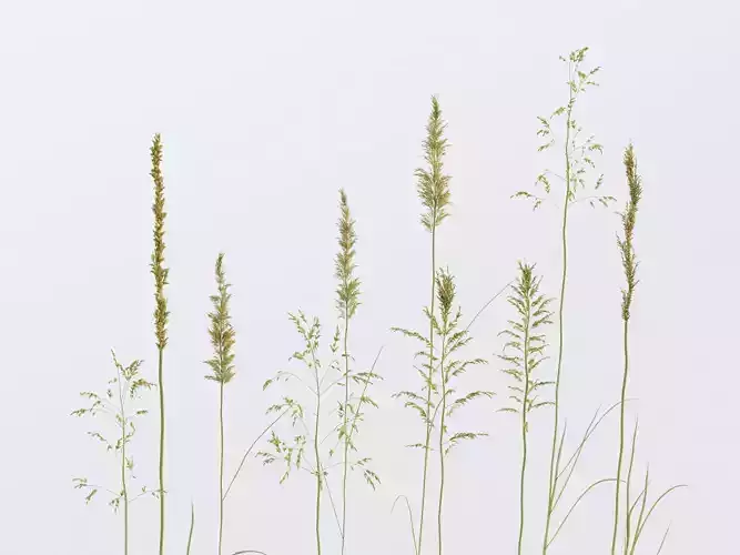 Meadow-Grass Bundle 3D model