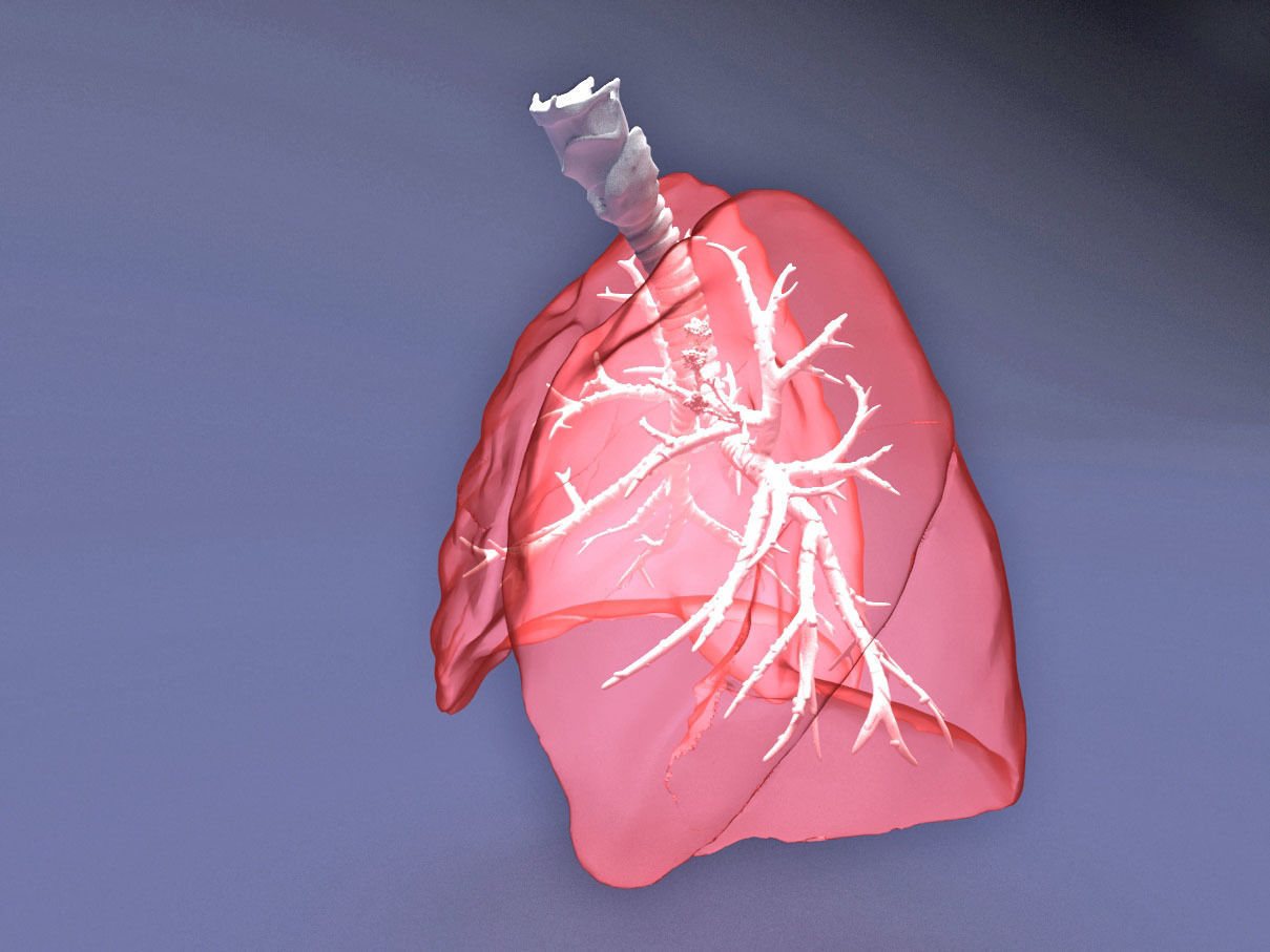Human Lung with Bronchia - Anatomy Respiratory System 3D model_5
