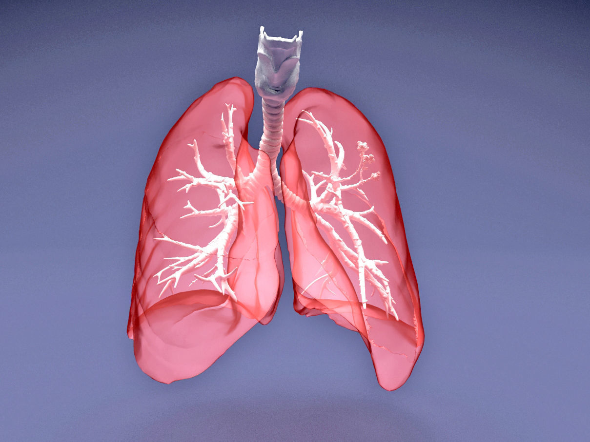 Human Lung with Bronchia - Anatomy Respiratory System 3D model_3