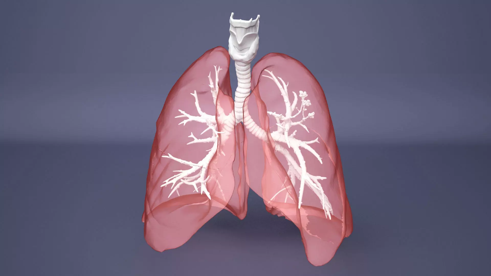 Human Lung with Bronchia - Anatomy Respiratory System 3D model_0