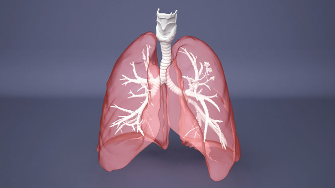 Human Lung with Bronchia - Anatomy Respiratory System 3D model