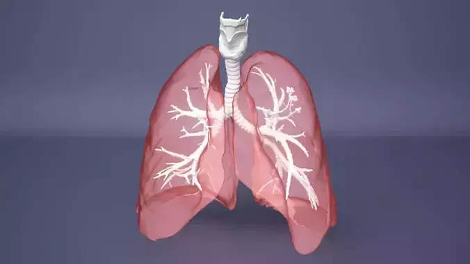 Human Lung with Bronchia - Anatomy Respiratory System 3D model