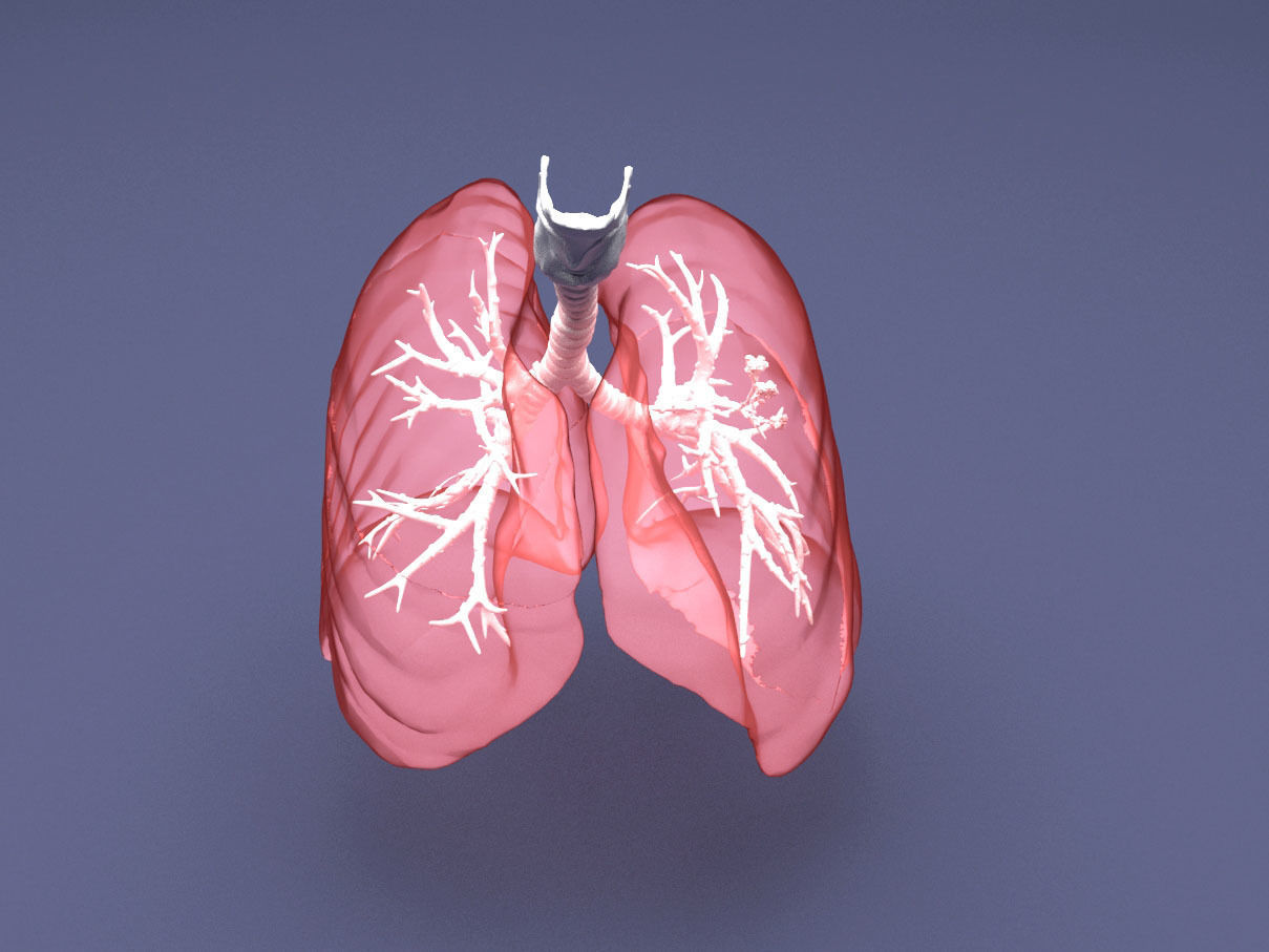 Human Lung with Bronchia - Anatomy Respiratory System 3D model_2