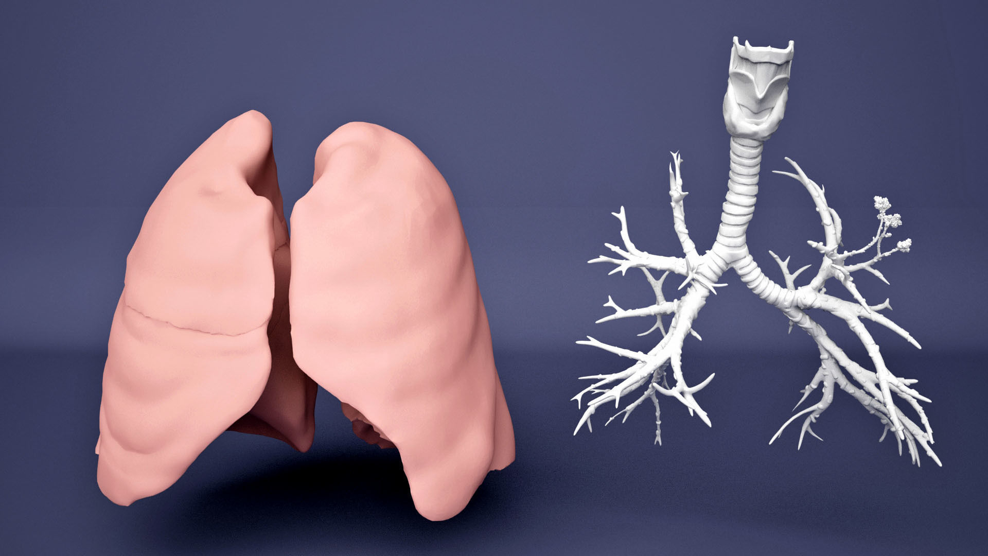 Human Lung with Bronchia - Anatomy Respiratory System 3D model_9