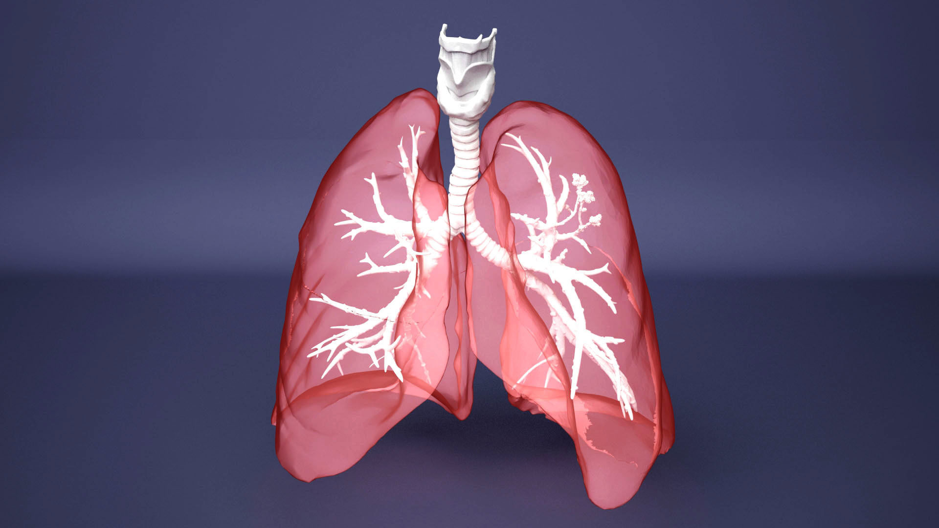 Human Lung with Bronchia - Anatomy Respiratory System 3D model_8