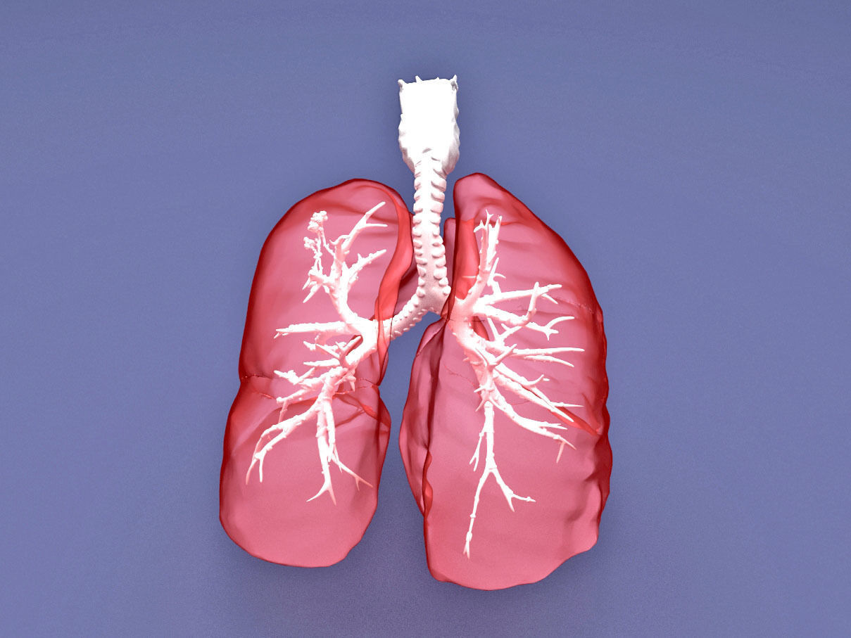 Human Lung with Bronchia - Anatomy Respiratory System 3D model_6