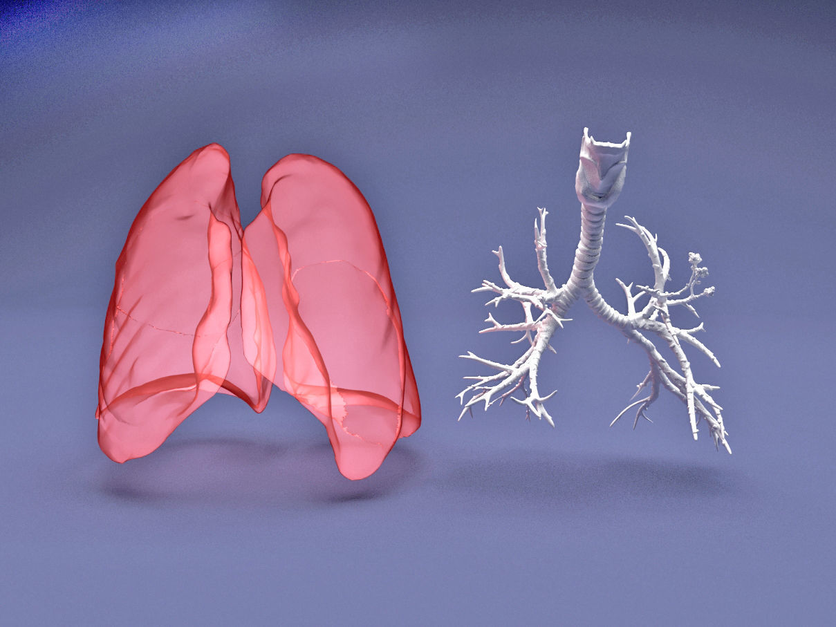 Human Lung with Bronchia - Anatomy Respiratory System 3D model_1