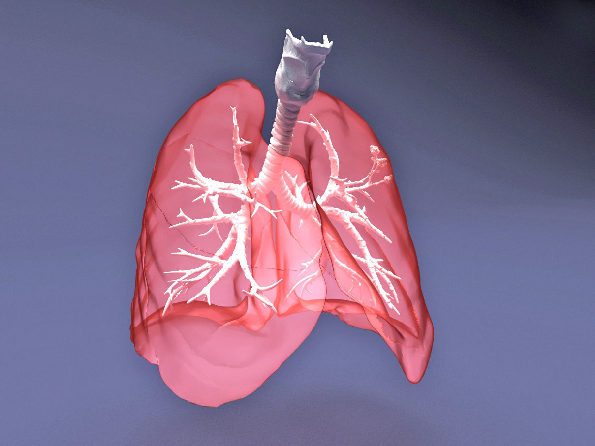 Human Lung with Bronchia - Anatomy Respiratory System 3D model_4