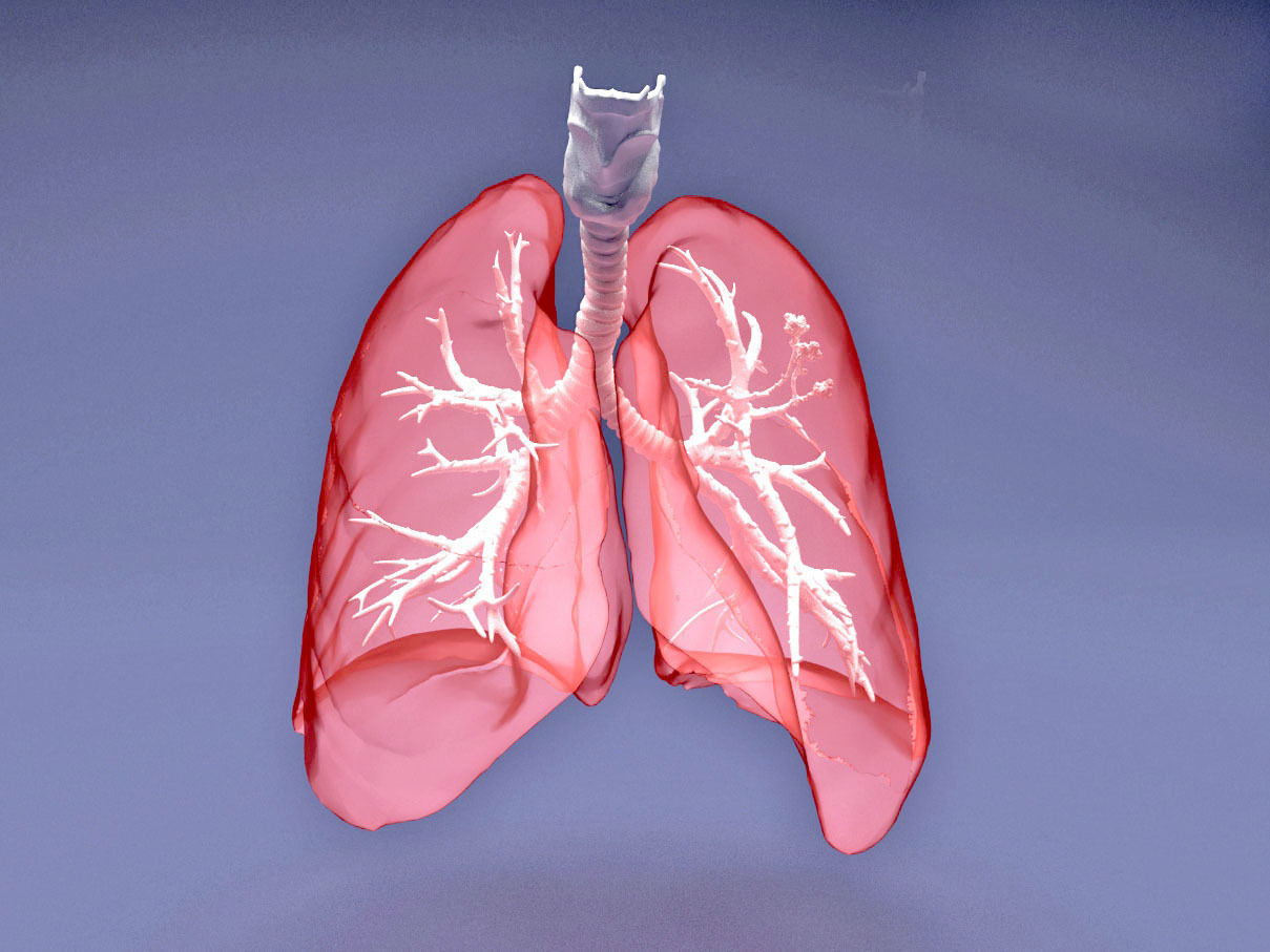 Human Lung with Bronchia - Anatomy Respiratory System 3D model_7