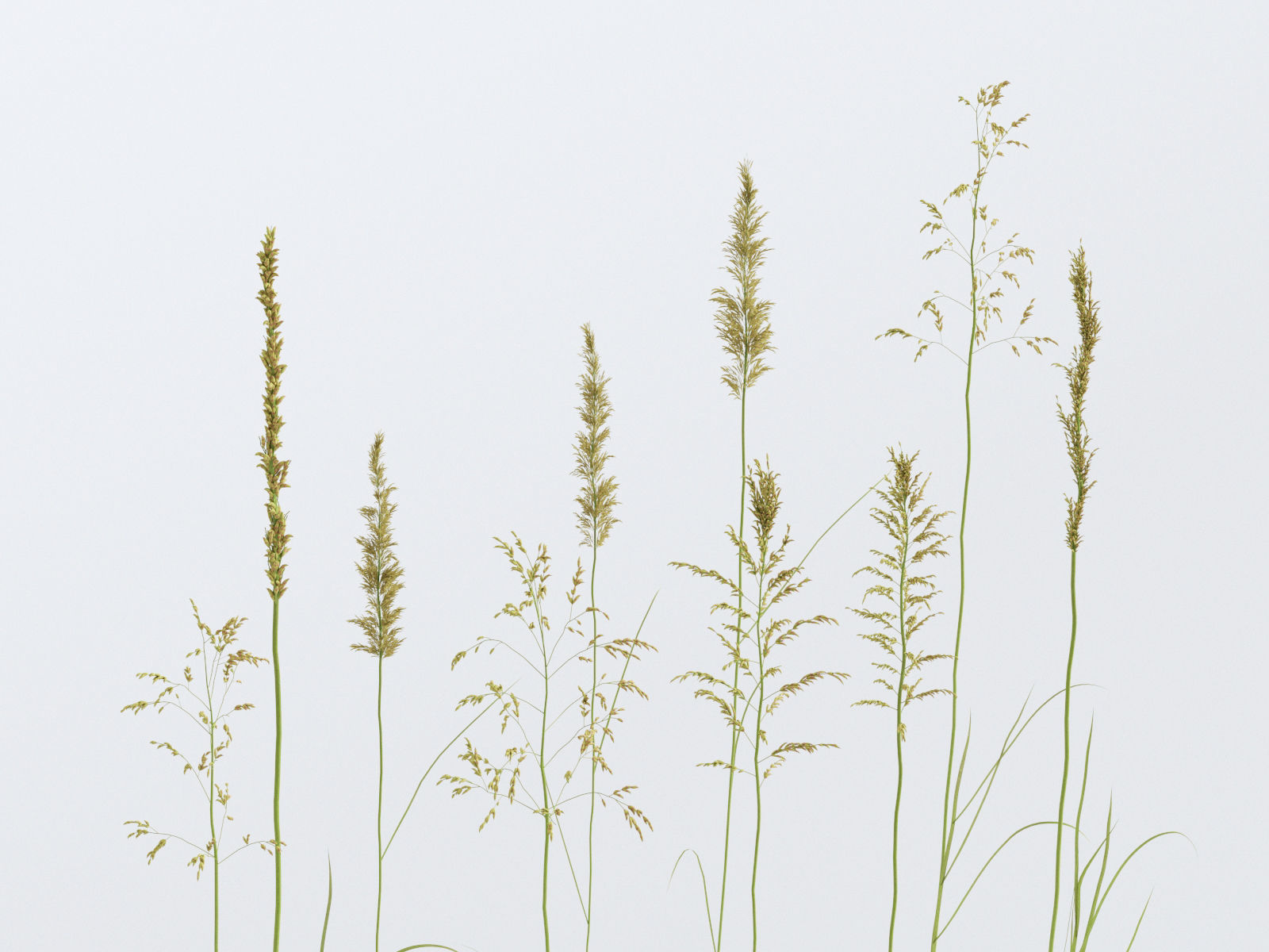 Wildflower Meadow 34-Piece Bundle 3D model_14