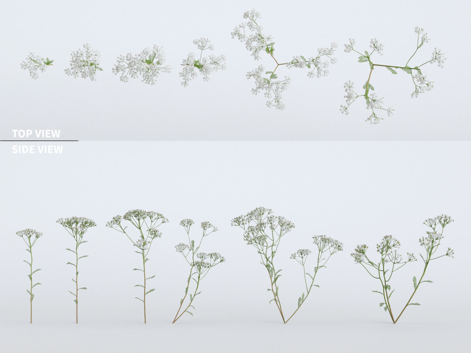 Wildflower Meadow 34-Piece Bundle 3D model_5