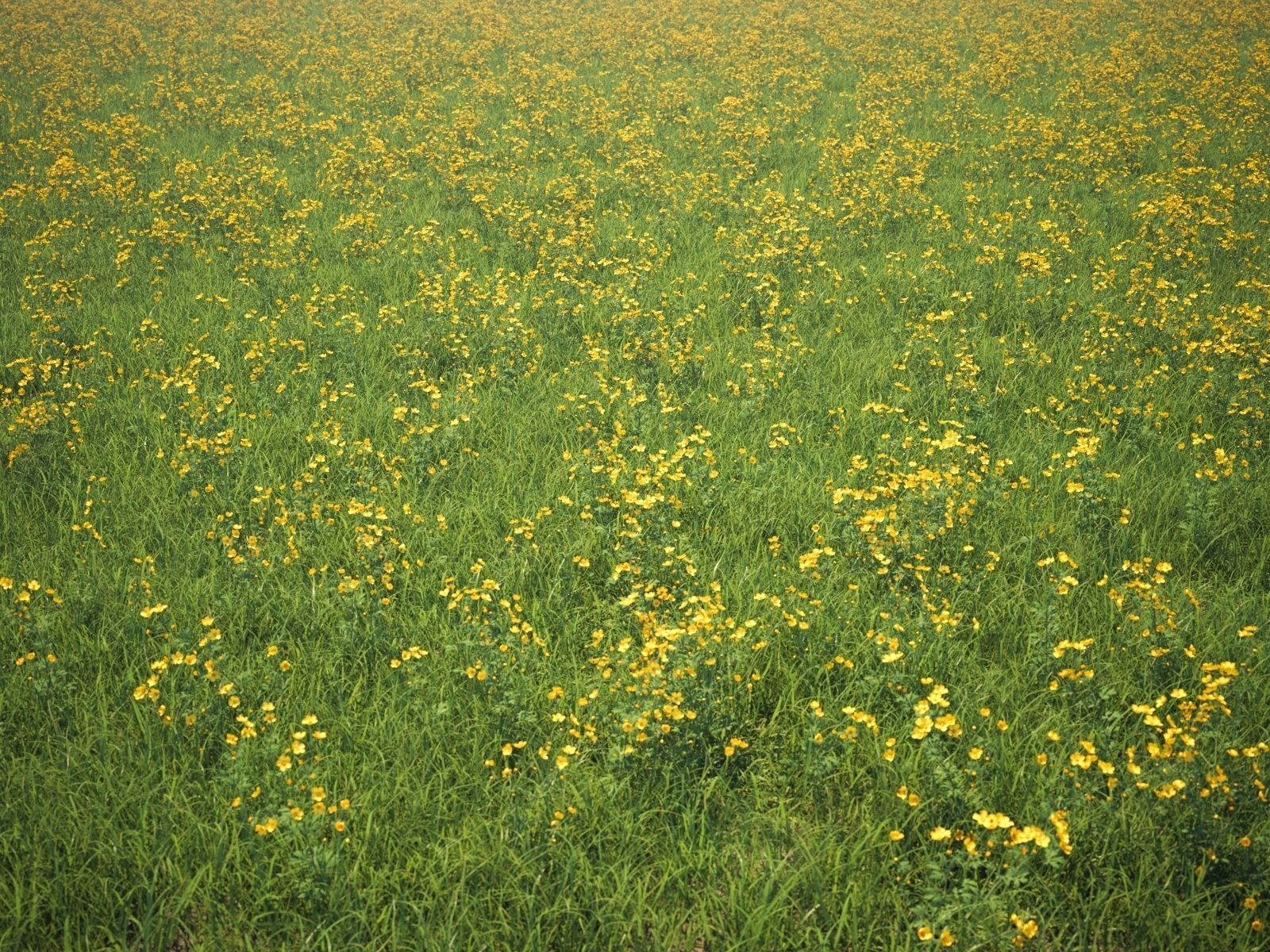 Wildflower Meadow 34-Piece Bundle 3D model_25