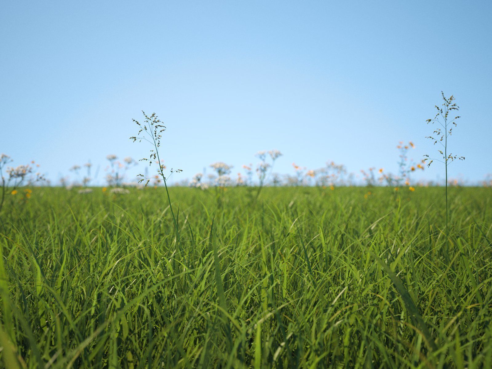 Wildflower Meadow 34-Piece Bundle 3D model_19