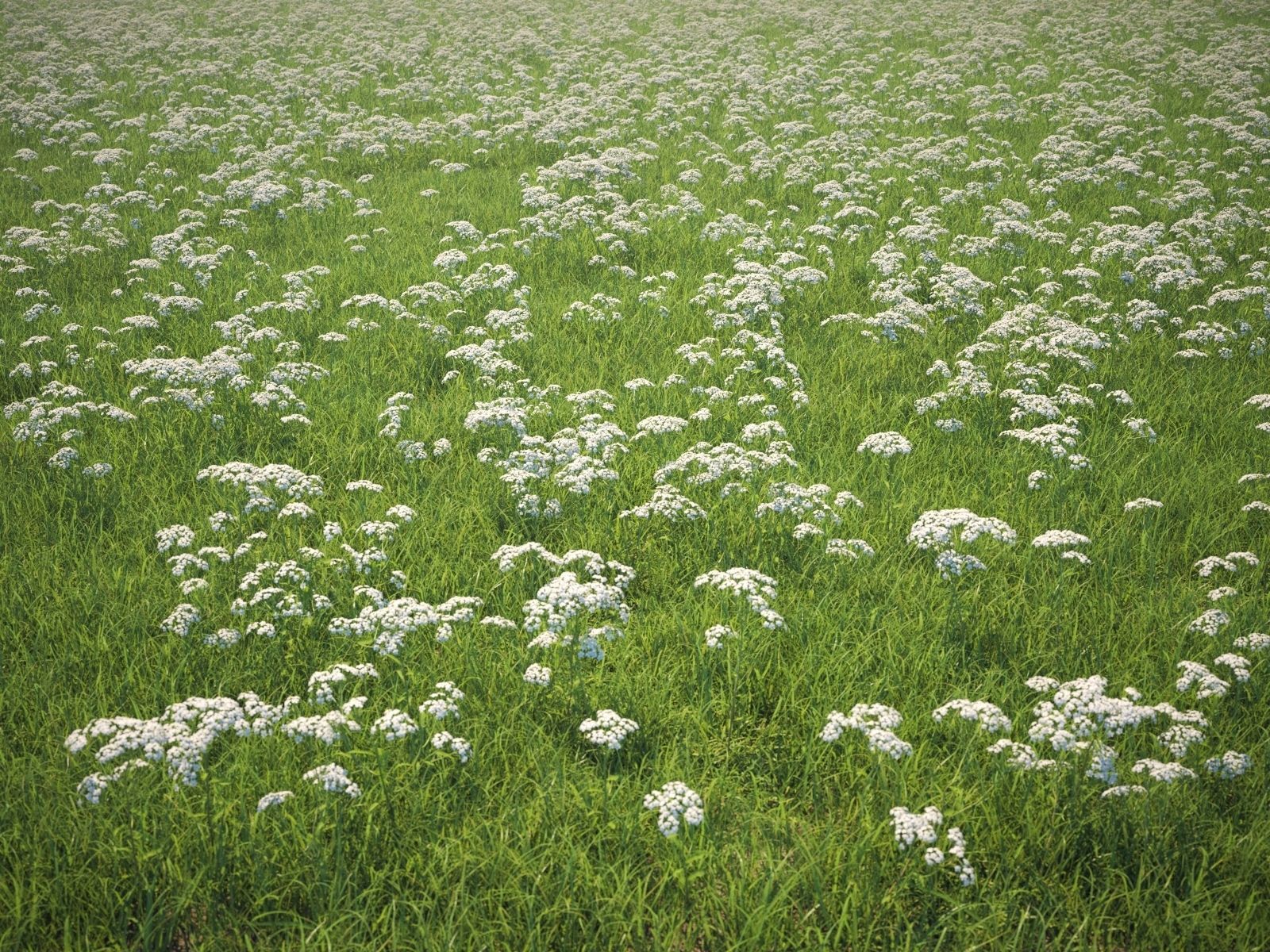 Wildflower Meadow 34-Piece Bundle 3D model_26